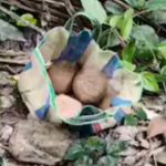 দ্বিতীয় দফার ভোটের আগে ভাঙরে উদ্ধার তাজা বোমা