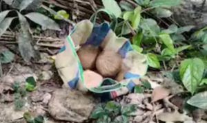 দ্বিতীয় দফার ভোটের আগে ভাঙরে উদ্ধার তাজা বোমা