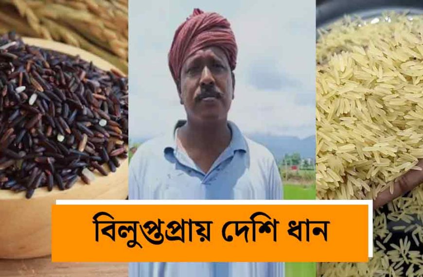 রাসায়নিক সারকে ‘না’! শিলিগুড়ির উত্তর পলাশে সম্পূর্ণ জৈব পদ্ধতিতে বিলুপ্তপ্রায় দেশি ধান চাষের বিপ্লব