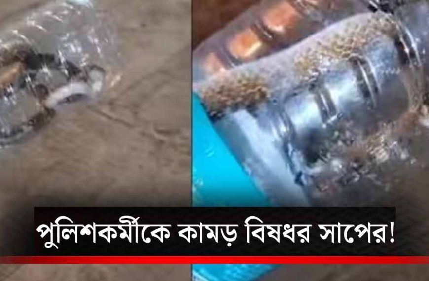 থানায় ঢুকে ডিউটিরত পুলিশকর্মীকে কামড়াল বিষধর সাপ! বোতলে বন্দী করে হাসপাতালে আনলেন সহকর্মীরা